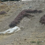 Corpse art at Faro de Oriente